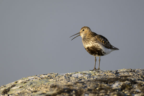 Alpenstrandläufer (Calidris alpina) im Brutkleid