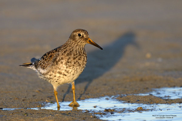 Meerstrandläufer (Calidris maritima)