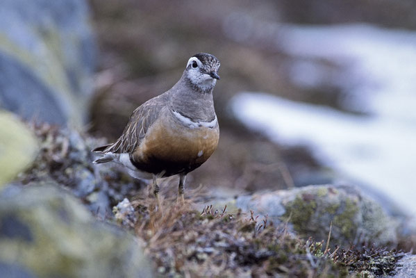 Mornellregenpfeifer (Charadrius morinellus)