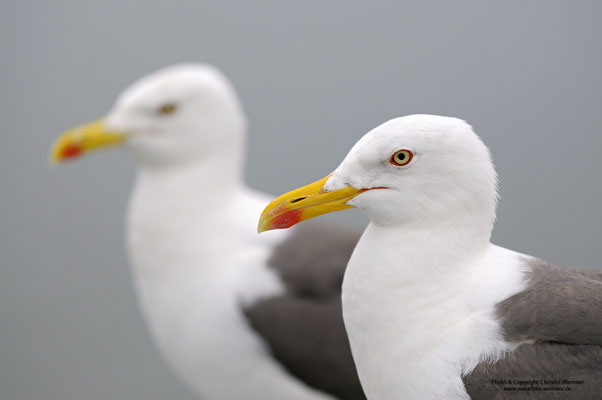 Heringsmöwe (Larus fuscus), Portrait