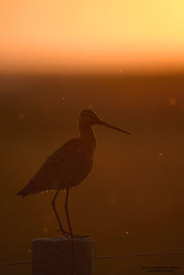 Uferschnepfe (Limosa limosa)