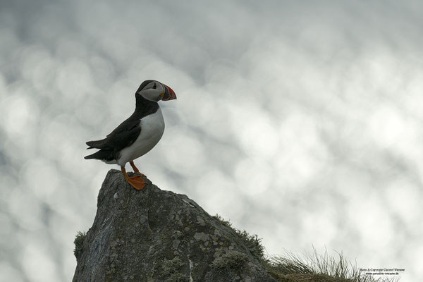 Papageitaucher im Gegenlicht