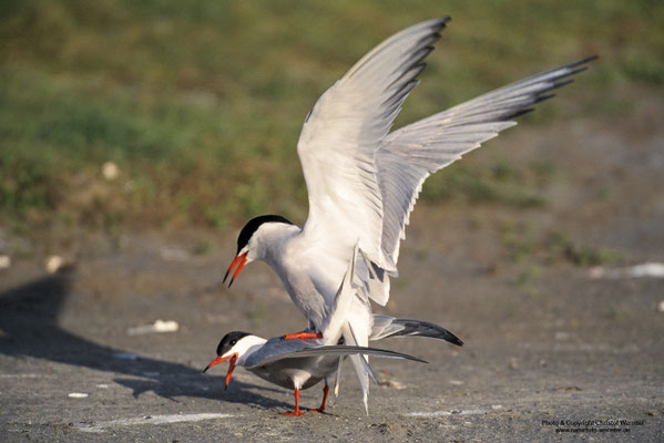 Flussseeschwalbe (Sterna hirundo), Kopula