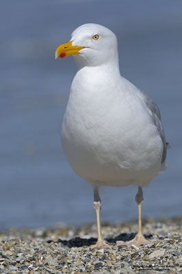 Silbermöwe (Larus argentatus)