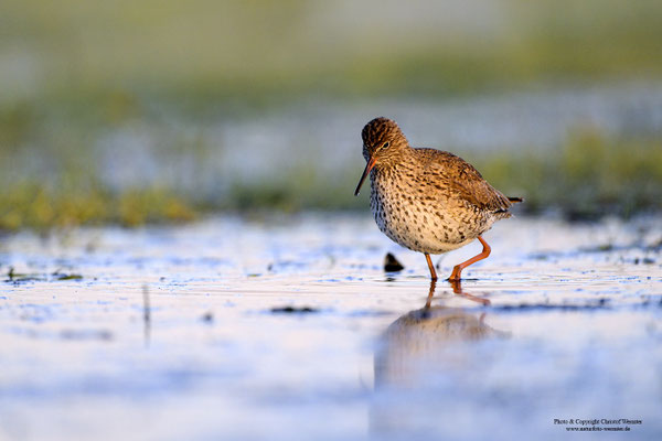 Rotschenkel (Tringa totanus)