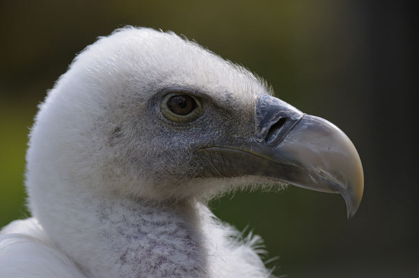 Gänsegeier (Gyps fulvus) (C)