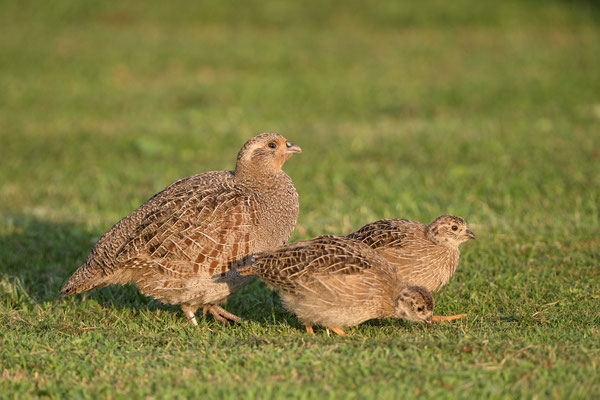 Rebhuhn (Perdix perdix), Henne und Jungvögel