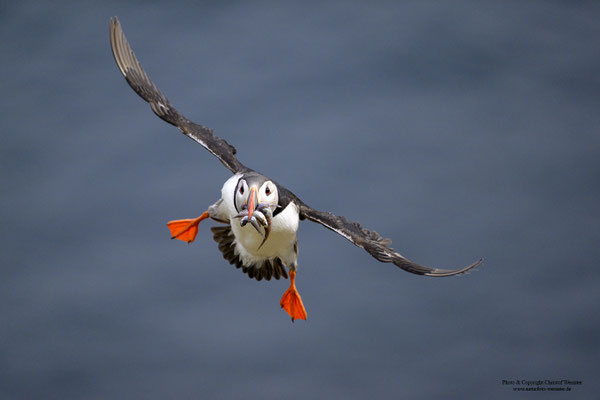 Papageitaucher mit Fisch