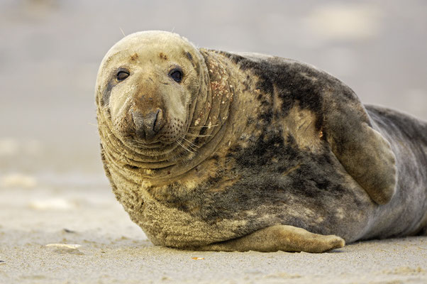 Kegelrobbenbulle am Strand 