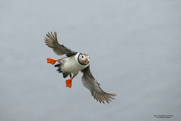 Papageitaucher im Flug