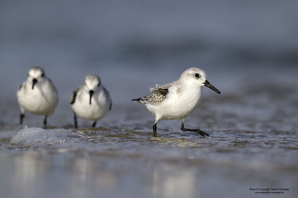 Sanderling (Calidris alba)