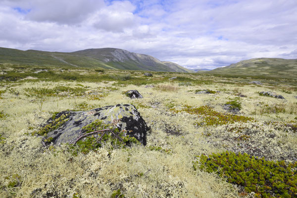 Dovrefjell