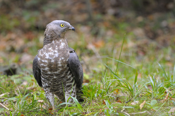 Wespenbussard (Pernis apivorus) (C)