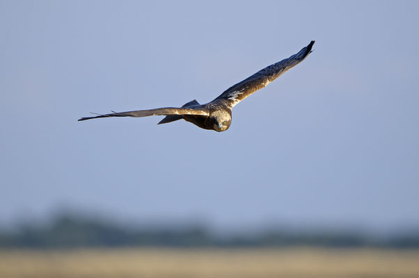 Rohrweihe (Circus aeruginosus), Weibchen