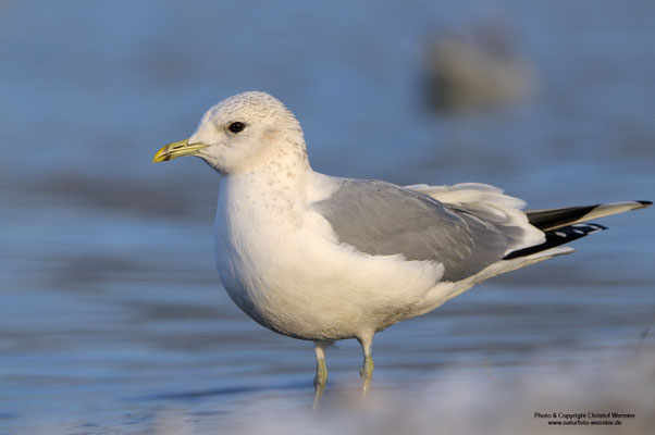 Sturmmöwe (Larus canus)