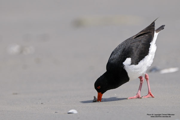 Austernfischer (Haematopus ostralegus)