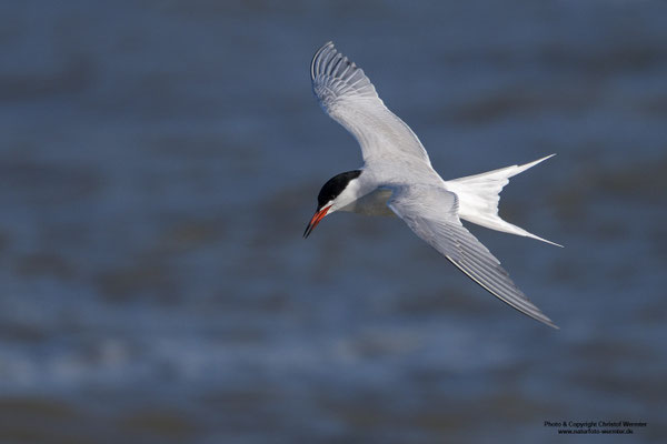 Flussseeschwalbe (Sterna hirundo)