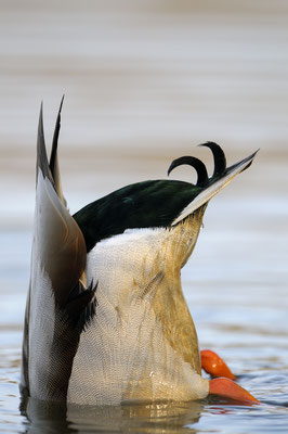 Stockente (Anas platyrhynchos), gründelnder Erpel 