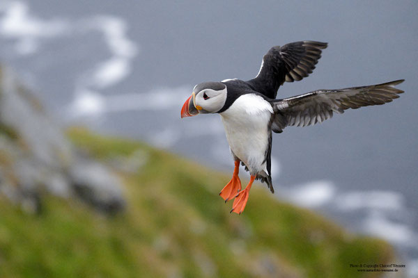 Papageitaucher im Flug