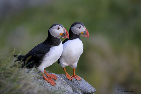 Papageitaucher, Paar