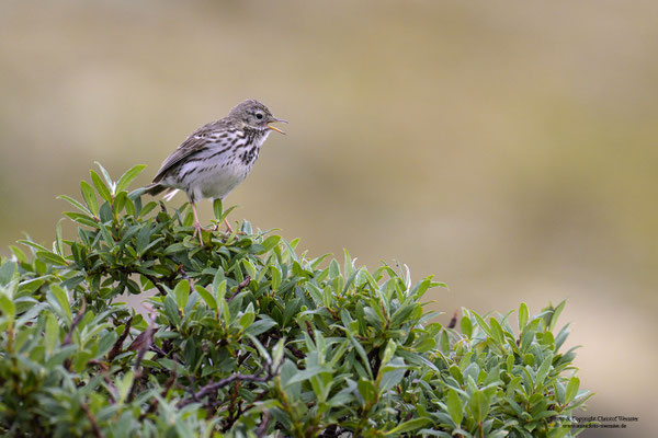 Wiesenpieper (Anthus pratensis)