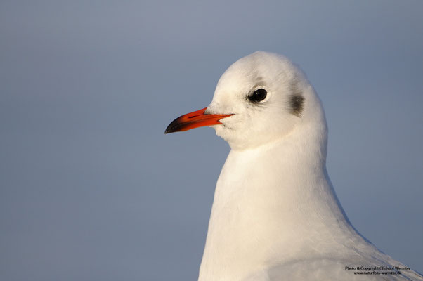 Lachmöwe (Larus ridibundus), Portrait