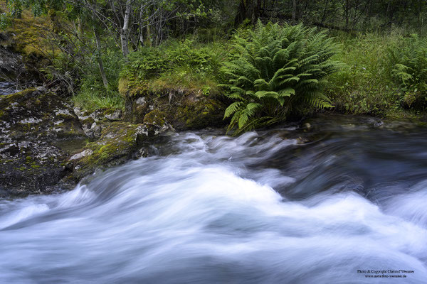 Farnkraut am Bach, Bondhusvatnet