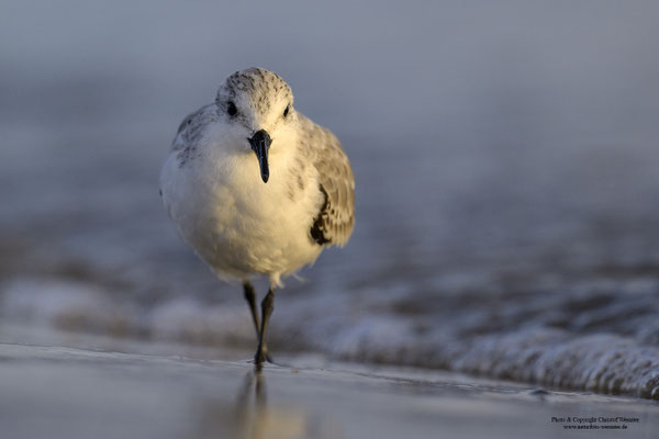Sanderling (Calidris alba)