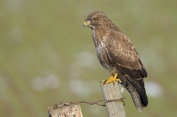 Mäusebussard (Buteo buteo)
