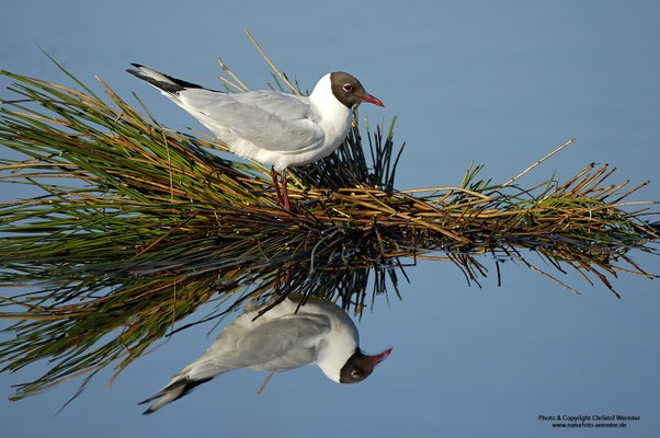 Lachmöwe (Larus ridibundus)