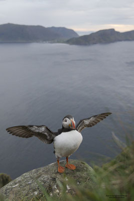 Papageitaucher und Landschaft