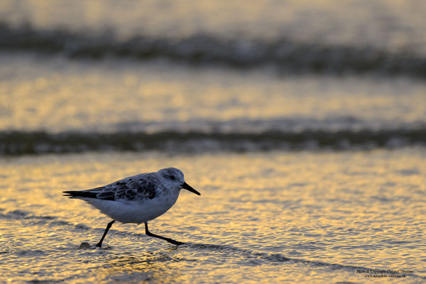 Sanderling (Calidris alba)