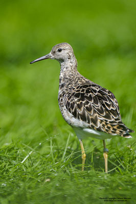 Kampfläufer (Philomachus pugnax), Weibchen (c)