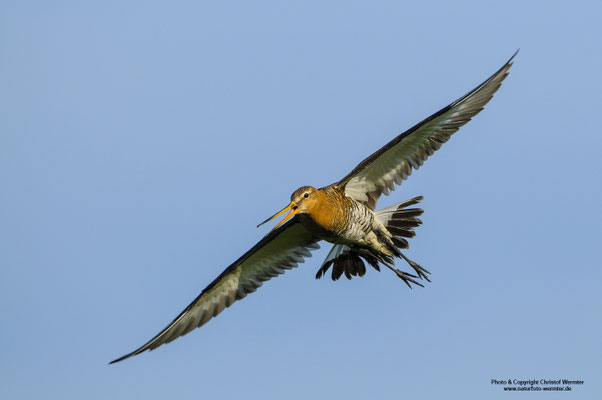Uferschnepfe (Limosa limosa) im Flug