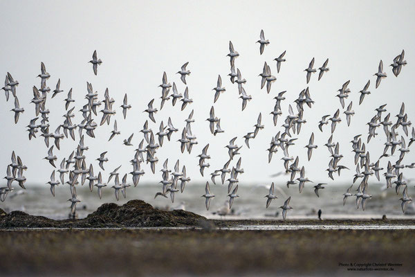 Alpenstrandläufer (Calidris alpina)