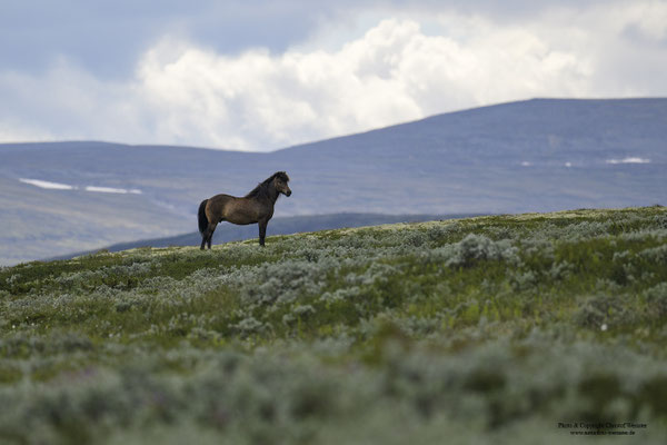 Freilebendes Pferd im Dovrefjell