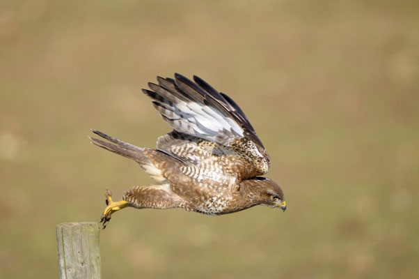 Mäusebussard (Buteo buteo)