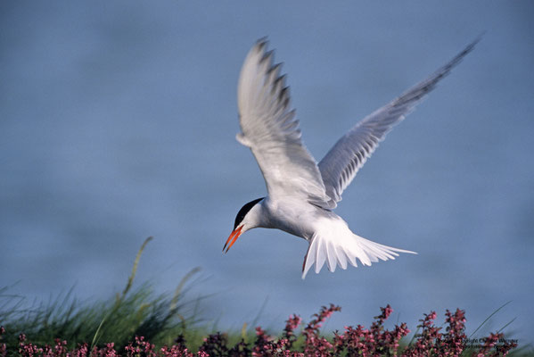 Flussseeschwalbe (Sterna hirundo)