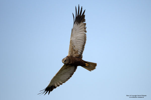 Rohrweihe (Circus aeruginosus), Männchen