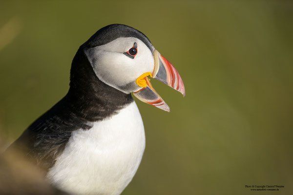 Papageitaucher Portrait