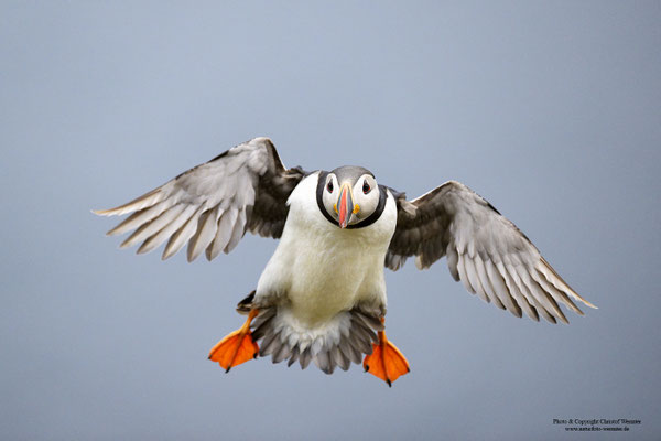 Papageitaucher im Flug