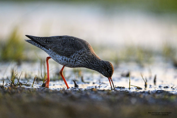 Rotschenkel (Tringa totanus)
