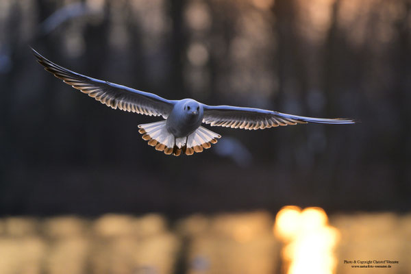 Lachmöwe (Larus ridibundus) bei Sonnenuntergang