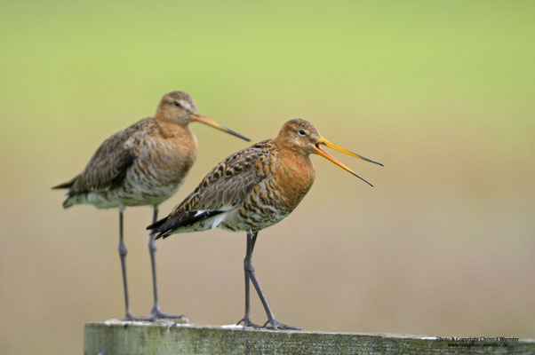 Uferschnepfe (Limosa limosa)