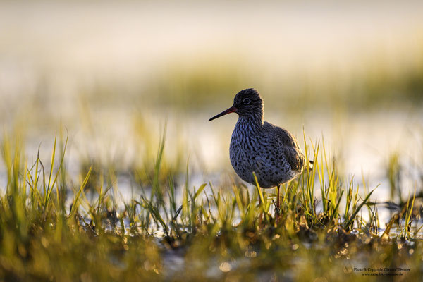 Rotschenkel (Tringa totanus) im Abendlicht