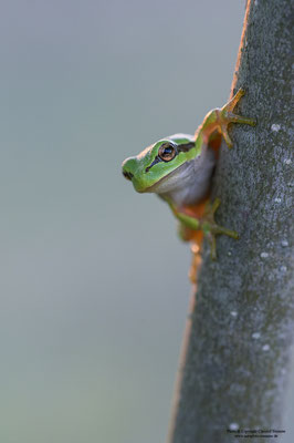 Laubfrosch (Hyla arborea)