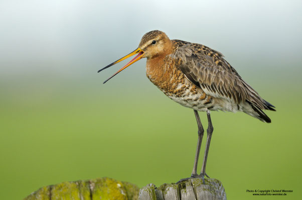 Uferschnepfe (Limosa limosa)