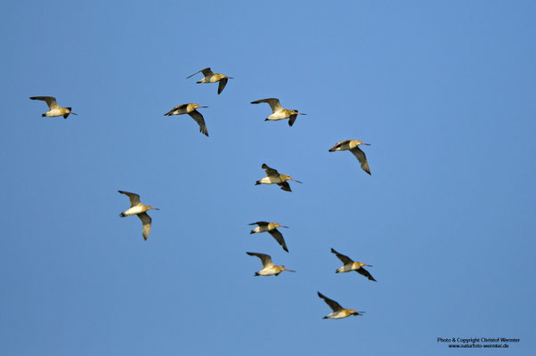 Pfuhlschnepfe (Limosa lapponica)