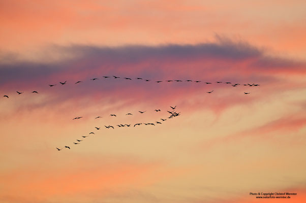 Kranich (Grus grus), Abendeinflug