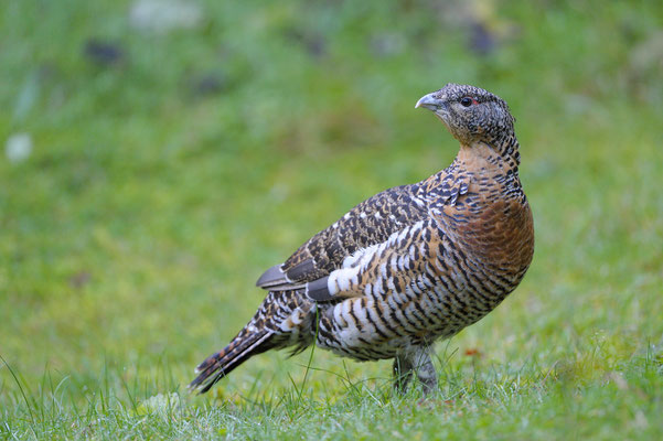 Auerhuhn (Tetrao urogallus), Henne (C)